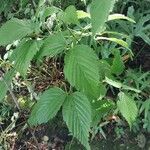 Rhodotypos scandens Fuelha