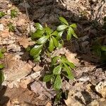 Chimaphila umbellata 叶