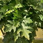 Quercus rubra Лист