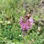 Desmodium intortum Blüte
