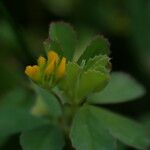 Trifolium micranthum Květ