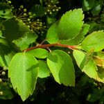 Spiraea betulifolia 葉