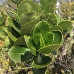 Clusia mangle Hoja