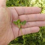 Medicago truncatula Blad