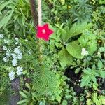 Ipomoea quamoclit Flor