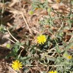 Pulicaria arabica Flower