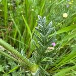Erodium botrys Hoja