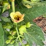 Scrophularia trifoliata Fula