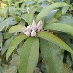 Solanum umbellatum Leaf