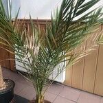Phoenix canariensis Folha