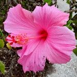 Hibiscus rosa-sinensis Flor