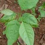 Aegle marmelos Hoja