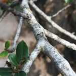 Rhamnus alaternus बार्क (छाल)