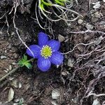 Anemonastrum obtusilobum Flower