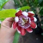 Passiflora alata Λουλούδι