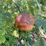 Quercus lobata Fruto