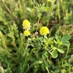 Trifolium campestreപുഷ്പം