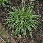 Carex morrowii 形態