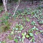 Phyllanthus macrochorion Habit