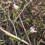 Convolvulus sagittatusFlor