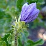Solanum anguivi Fleur