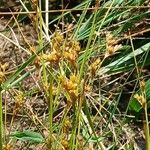 Juncus tenuis Frukto