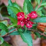 Weigela hortensisफूल