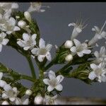 Valeriana sitchensis Cvet