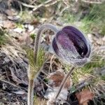 Anemone montana Flower