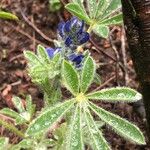 Lupinus micranthus Hostoa