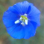 Linum lewisii Flower