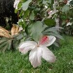 Hibiscus waimeae 花