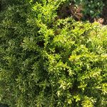 Hebe cupressoides 葉