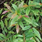 Eurya acuminata Hoja