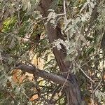 Prosopis cineraria Bark