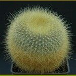 Parodia haselbergii ᱛᱟᱦᱮᱸ