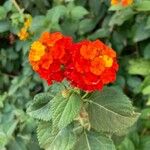 Lantana camaraफूल