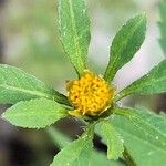 Bidens frondosa花