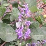 Vitex trifolia Blüte