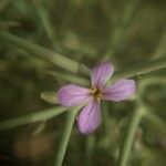 Zilla spinosa Цветок