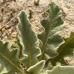 Verbascum undulatum Leaf