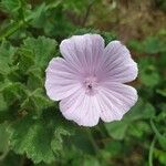 Malva hispanica Flor