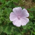 Malva hispanica Blomma