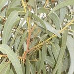 Eucalyptus leucoxylon Blad