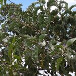 Solanum lycocarpum Costuma