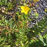 Linum flavum Bloem