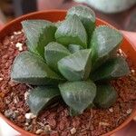 Haworthia retusaBlad