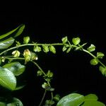 Terminalia amazonia Fruit