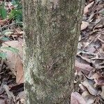 Antidesma membranaceum Bark