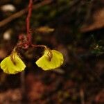 Utricularia minor Цветок